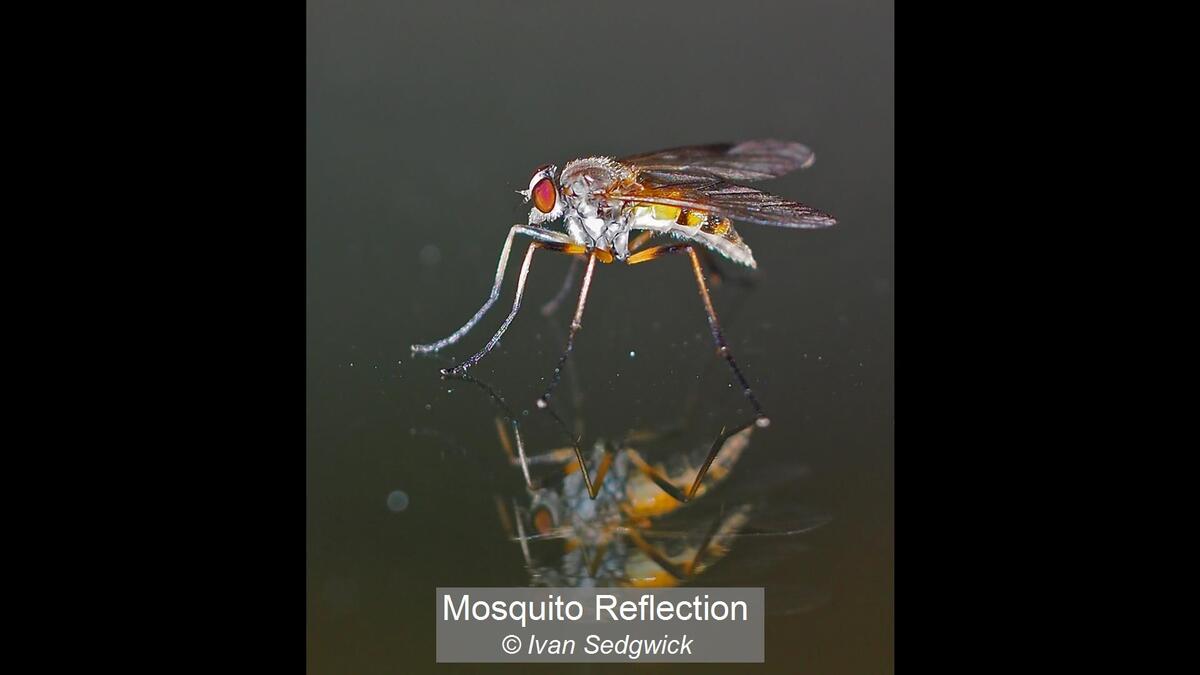 Mosquito Reflection